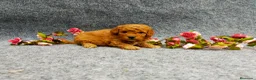 Caniche Toy perros en venta: PRECIOSOS CANICHE  ROJO LINEA TOY  - Anuncio 21