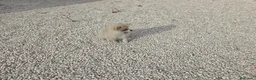 Pomerania perros en venta: Cachorritos Pomerania - Anuncio 4