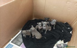 Pequeño Lebrel Italiano perros en venta: Lebrel Italiano. - Imagen 4