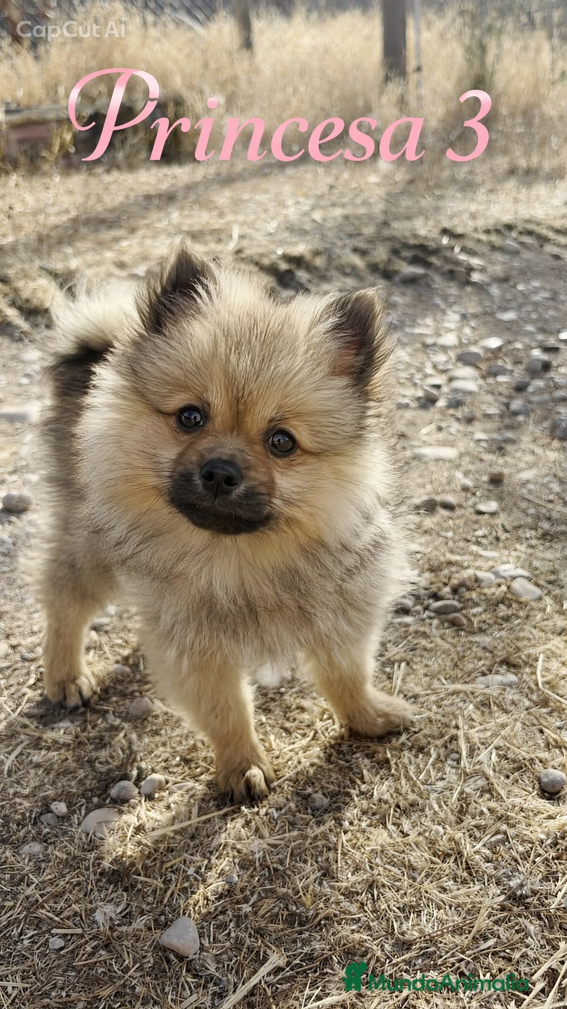 Pomerania perros Pomeranias 🐶🐾 - Anuncio 2