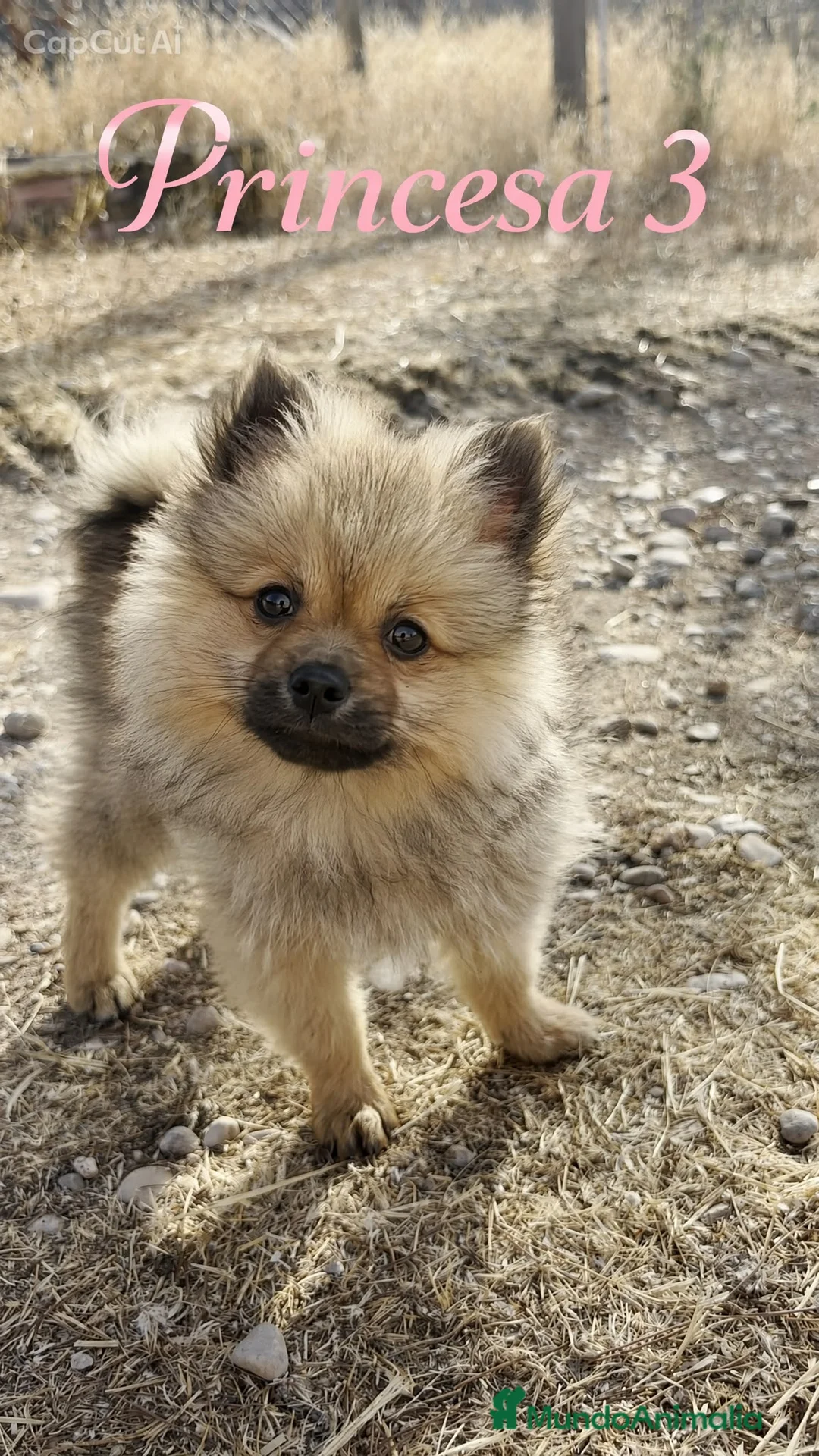 Pomerania perros en venta: Pomeranias 🐶🐾 en Tarragona - Anuncio 1