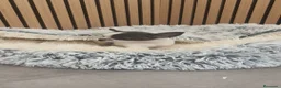 Chihuahua perros en venta: Chihuahua Toy Machitos  - Anuncio 18