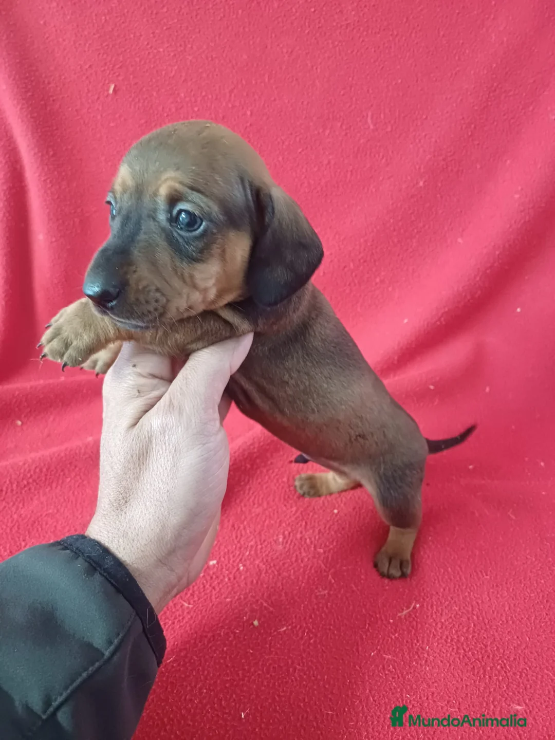 Teckel Miniatura perros en venta: Teckel Mini  - Anuncio 2