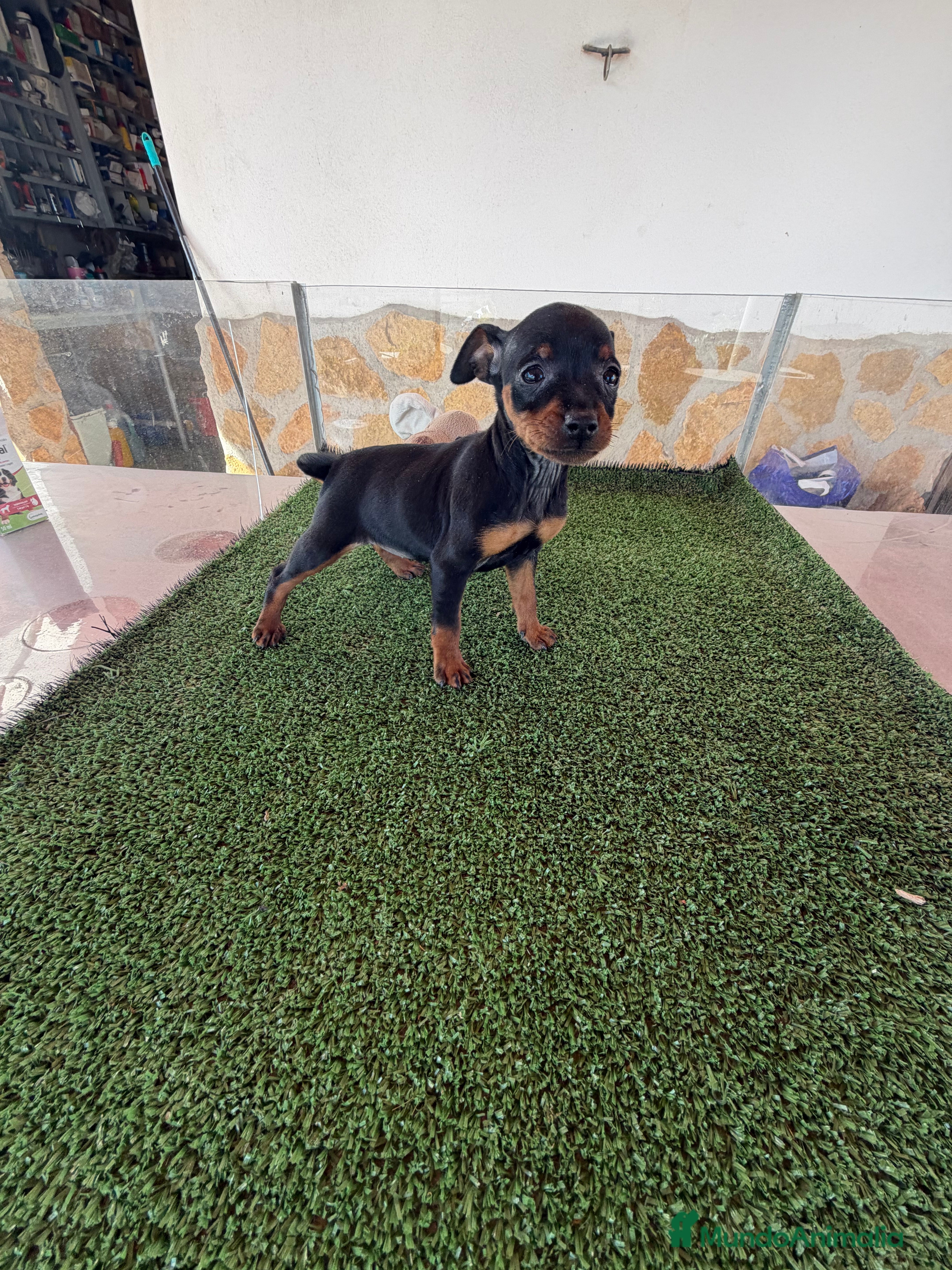 Pinscher Miniatura perros mini pinscher - Anuncio 2