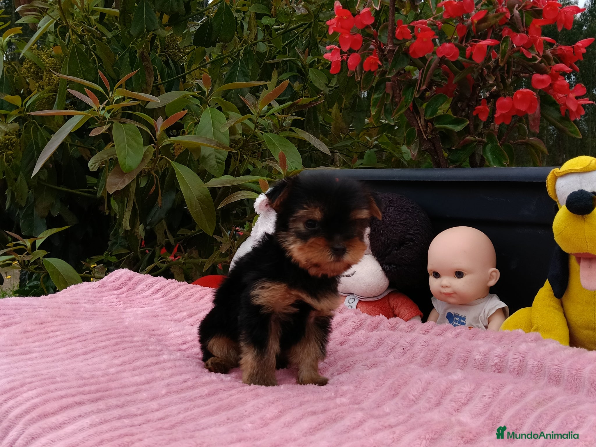 Yorkshire Terrier perros Yorkshire macho.  - Anuncio 1