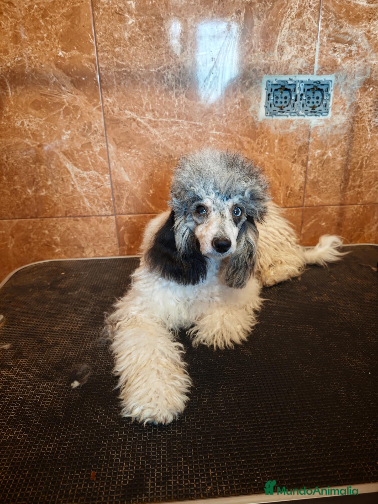 Caniche Enano perros Caniche miniatura merle - Anuncio 2