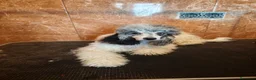 Caniche Enano perros en venta: Caniche miniatura merle - Anuncio 1