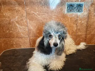 Caniche Enano perros Caniche miniatura merle - Anuncio 2