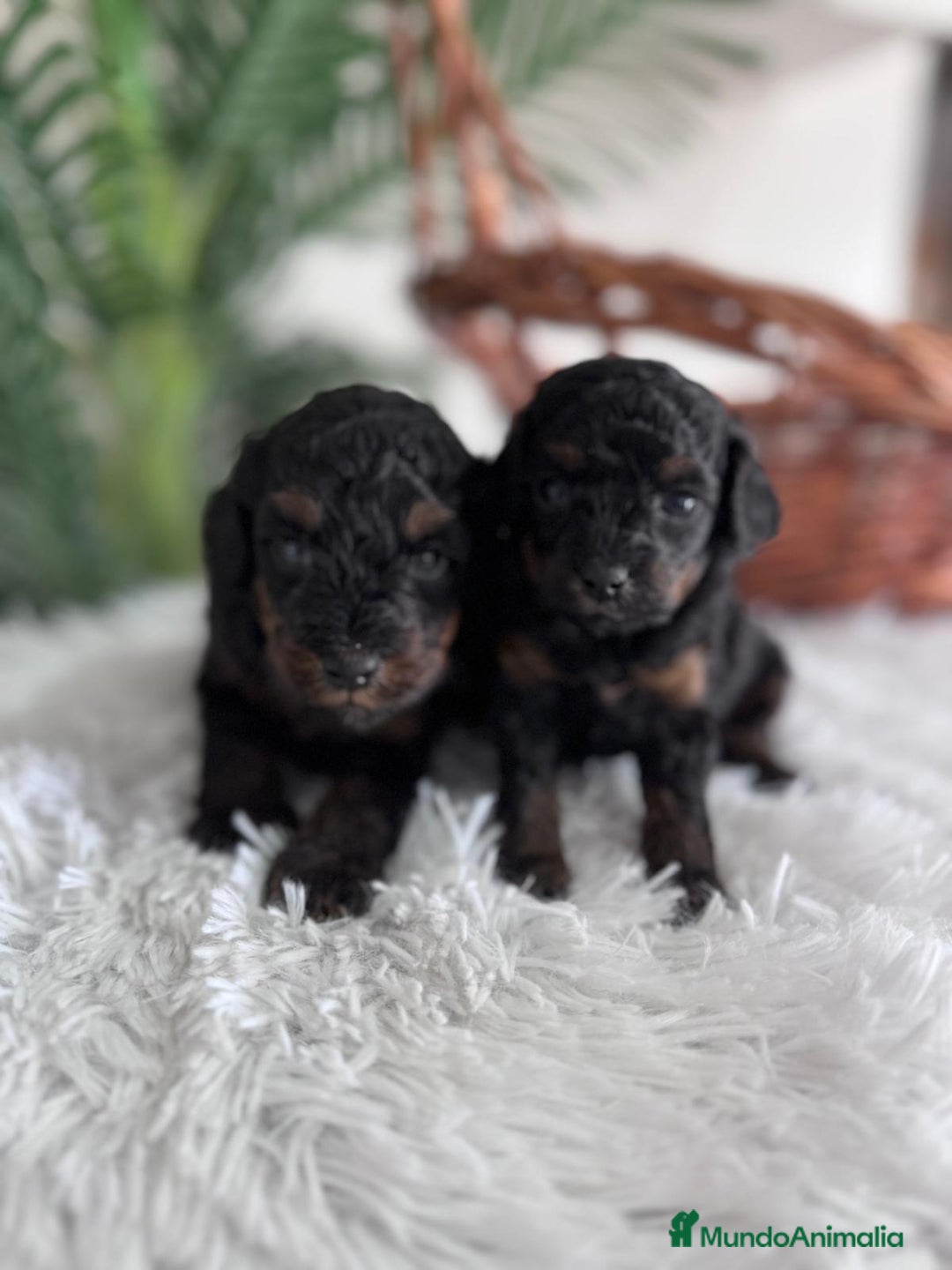 Caniche Toy perros en venta: CANICHE TOY HEMBRA - Imagen 4