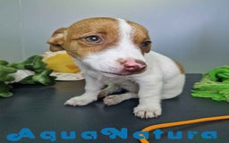 Jack Russell Terrier perros en venta: Jack Russel Hembra JMU 7731 AQUANATURA - Imagen 5