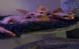 Sphynx gatos en venta: Sphynx calidad precio inmejorable  - Imagen 2