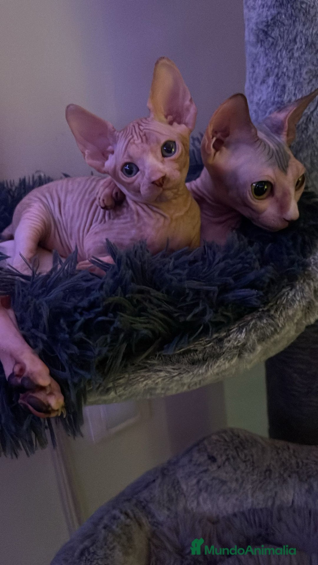 Sphynx gatos en venta: Sphynx calidad precio inmejorable  - Imagen 2