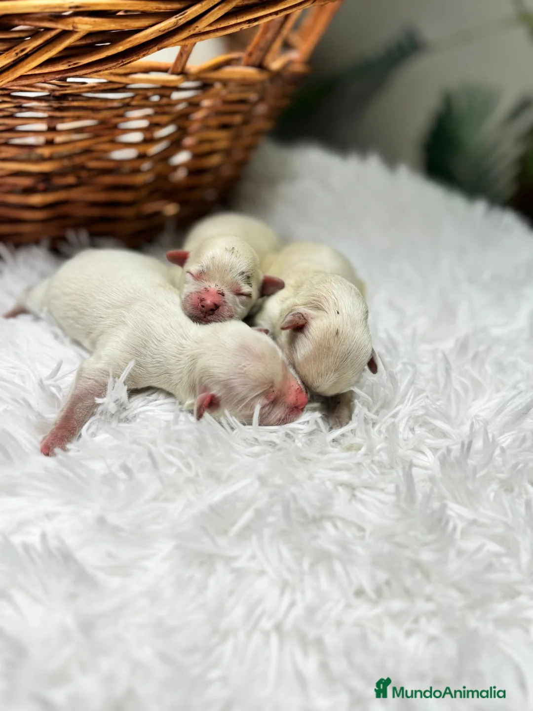 Maltipoo perros en venta: MALTIPOO  - Anuncio 2