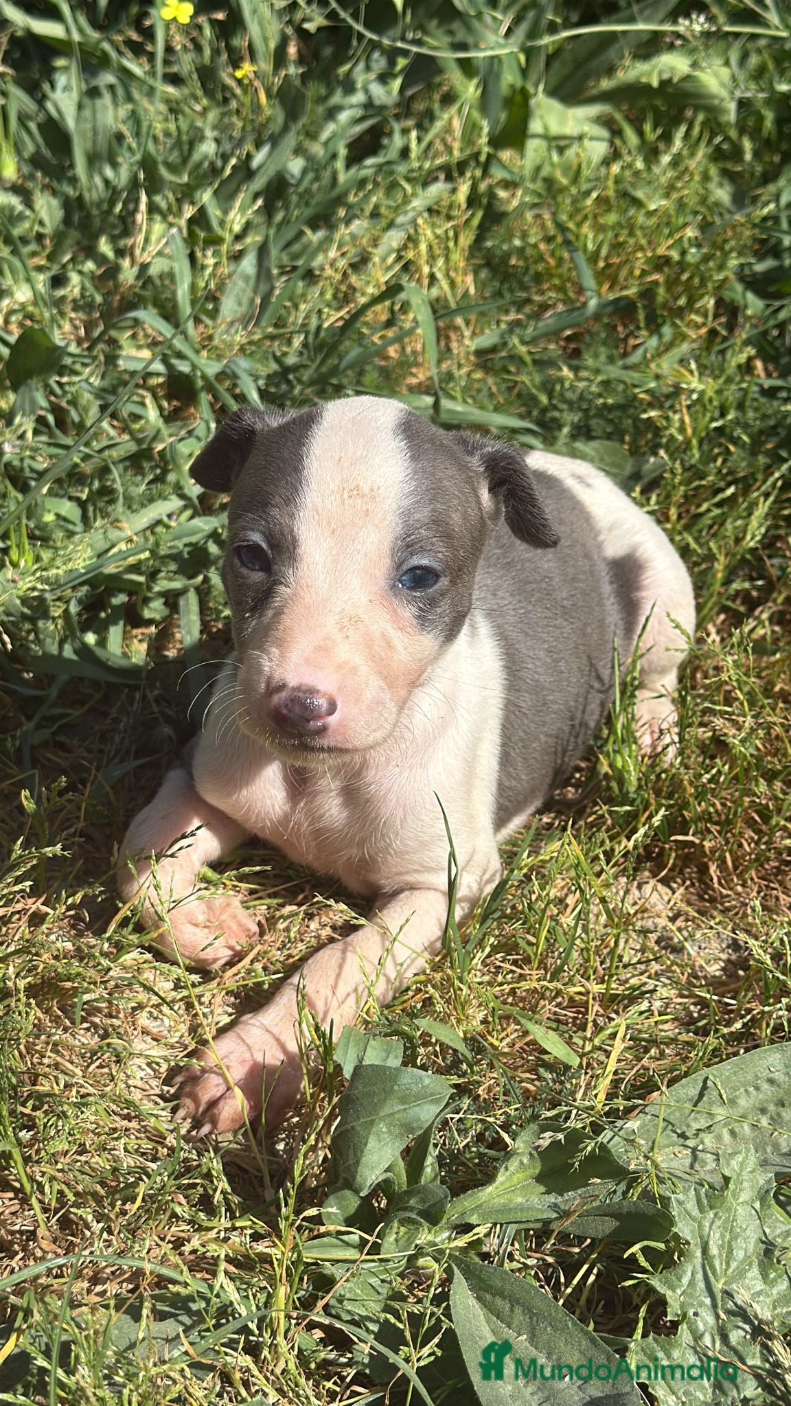 Whippet perros Whippet  - Anuncio 1