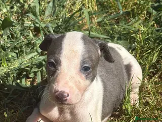 Whippet perros Whippet - Anuncio 1