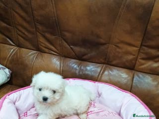 Bichón Maltés perros BICHON MALTES - Anuncio 1