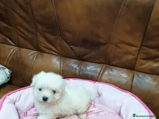 Bichón Maltés perros BICHON MALTES - Anuncio 30