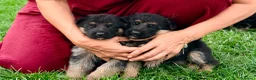 Pastor Alemán perros en venta: Espectacular cachorro de pastor alemán  - Anuncio 15