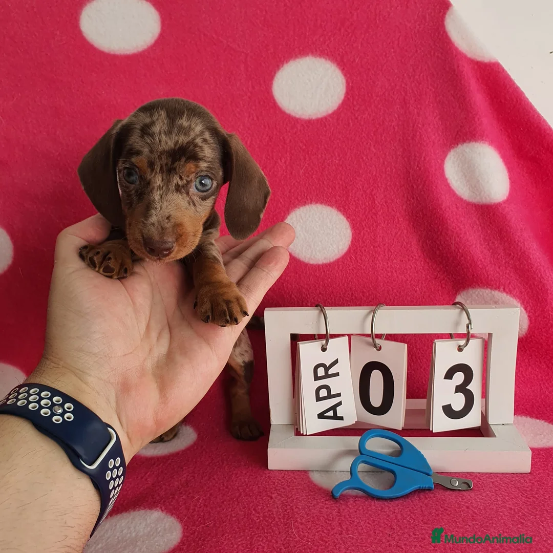 Teckel Miniatura perros en venta: Teckel miniatura  - Anuncio 1