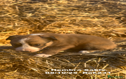 Border Collie perros en venta: BORDER COLLIE Sable Merle - Imagen 29