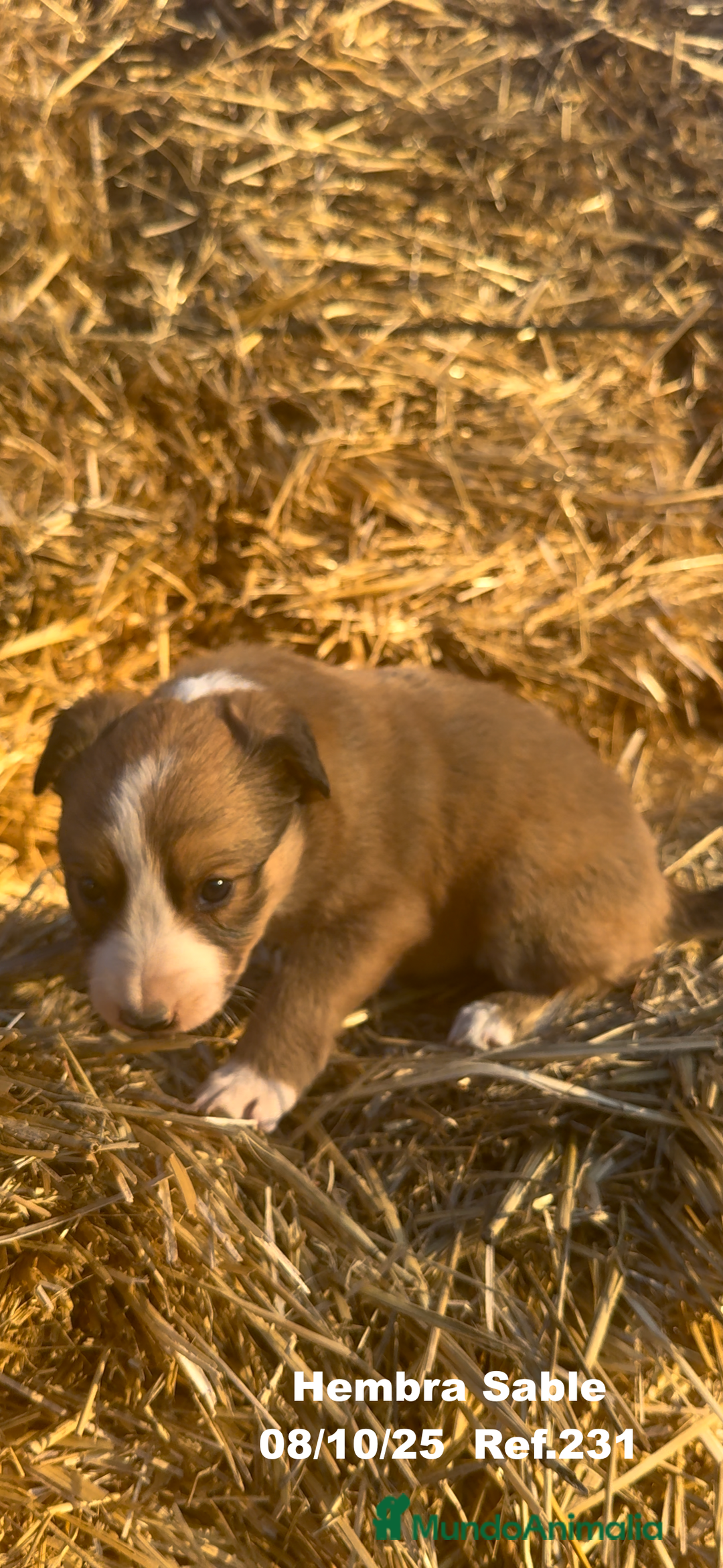 Border Collie perros en venta: BORDER COLLIE Sable Merle - Imagen 29
