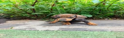 Teckel Miniatura perros en venta: TECKEL JABALÍ MINIATURA  - Anuncio 3