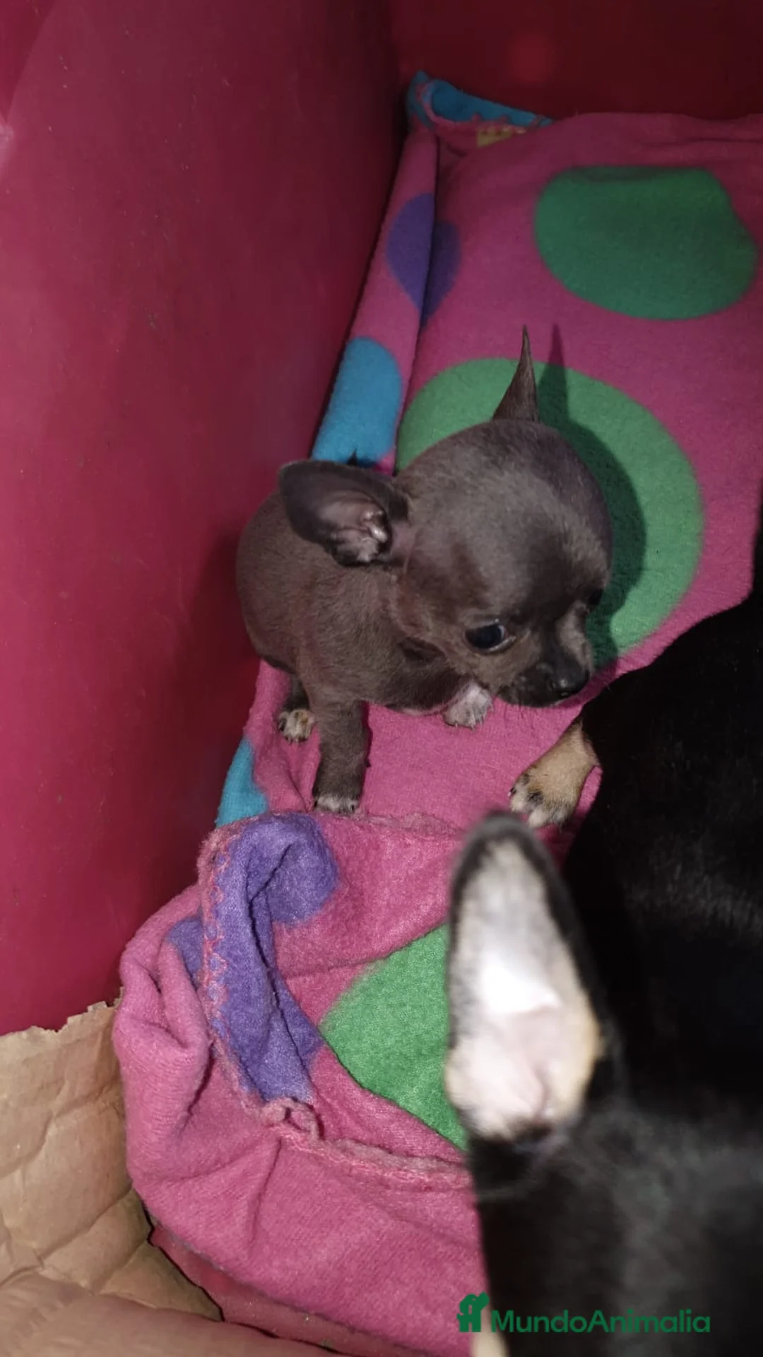 Chihuahua perros en venta: Chihuahuas de bolsillo !  en Ciudad Real - Anuncio 3