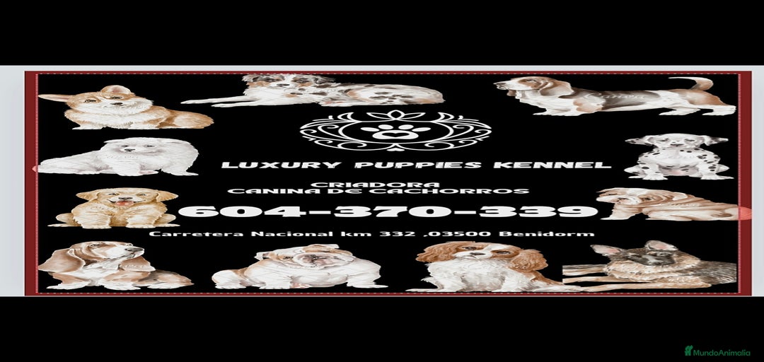 Imagen de galería {{count}}