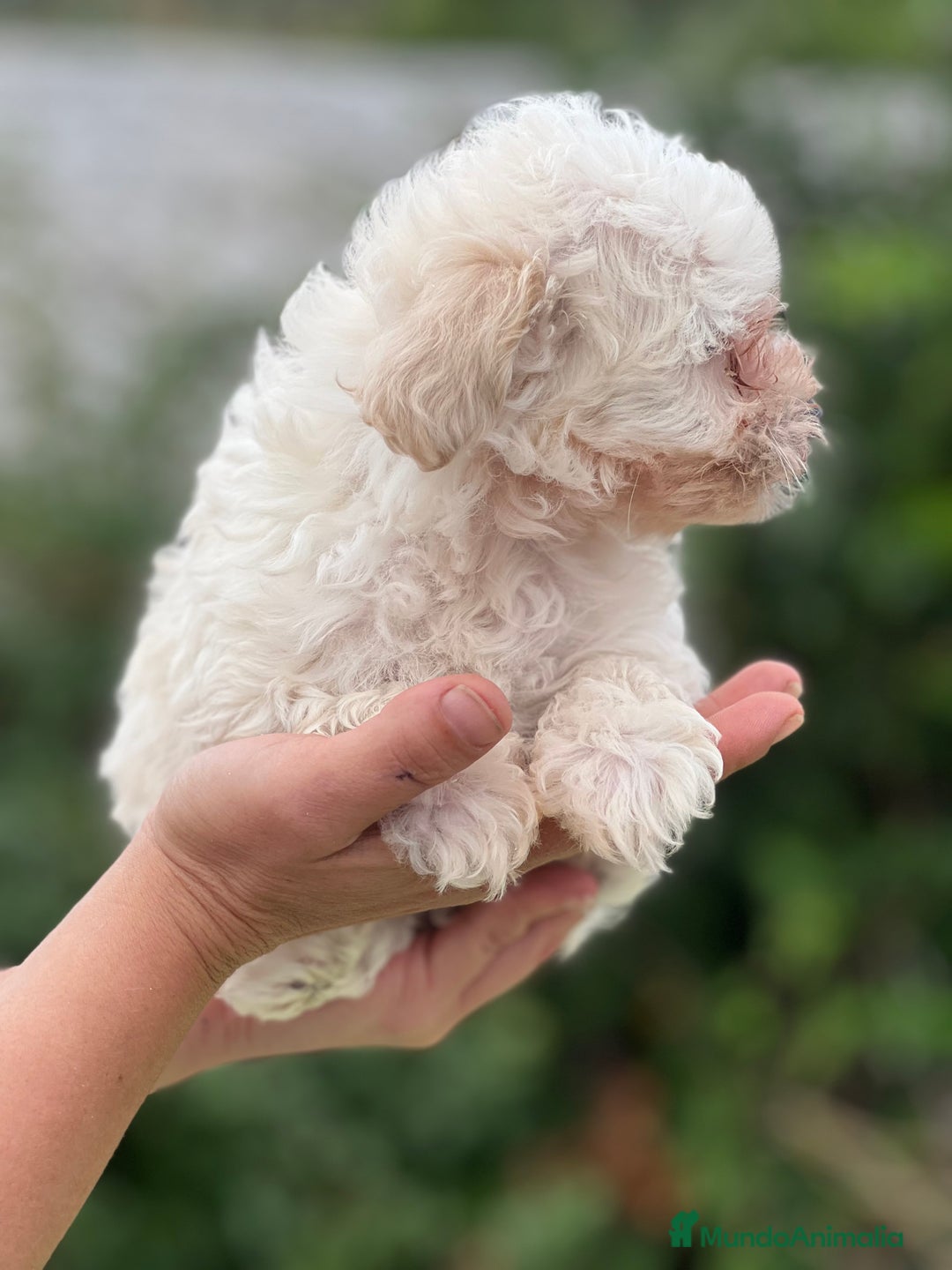 Maltipoo perros en venta: Maltipoo microtoy  - Imagen 3
