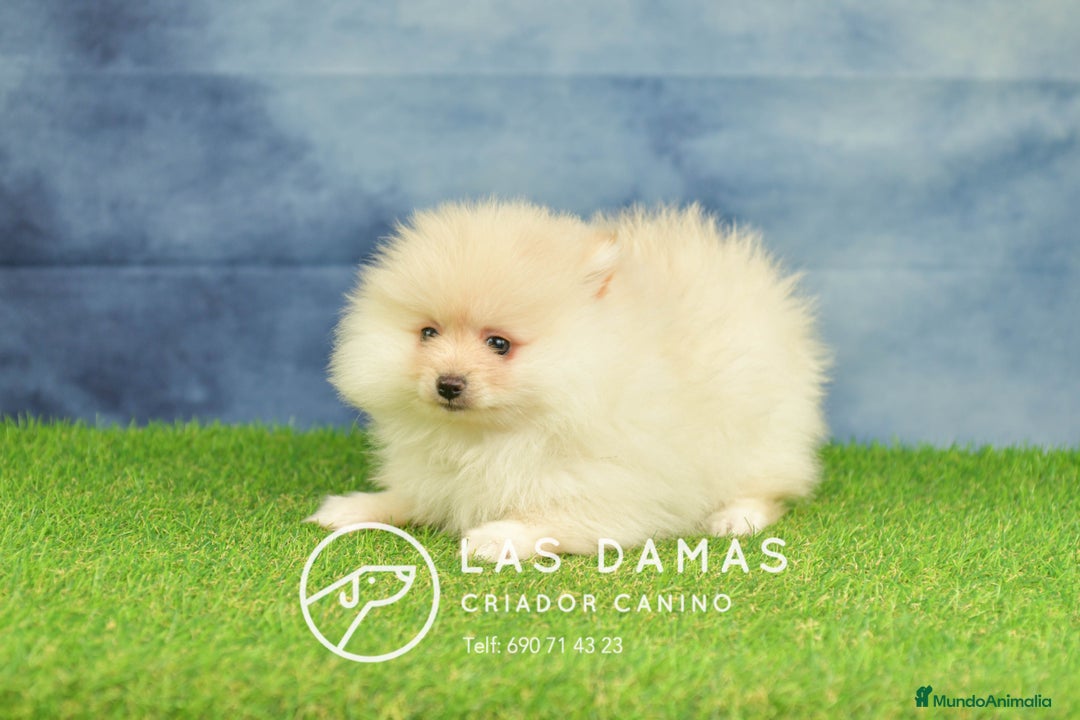 Pomerania perros en venta: Pomeranias hembras disponibles - Anuncio 1
