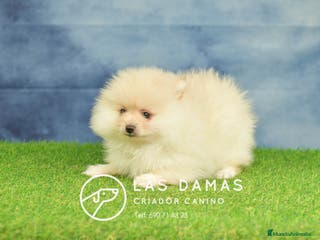 Pomerania perros Pomeranias hembras disponibles - Anuncio 15