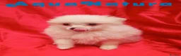 Pomerania perros en venta:  Pomerania Macho de Japi y Pompom 8302 AQUANATURA - Anuncio 10