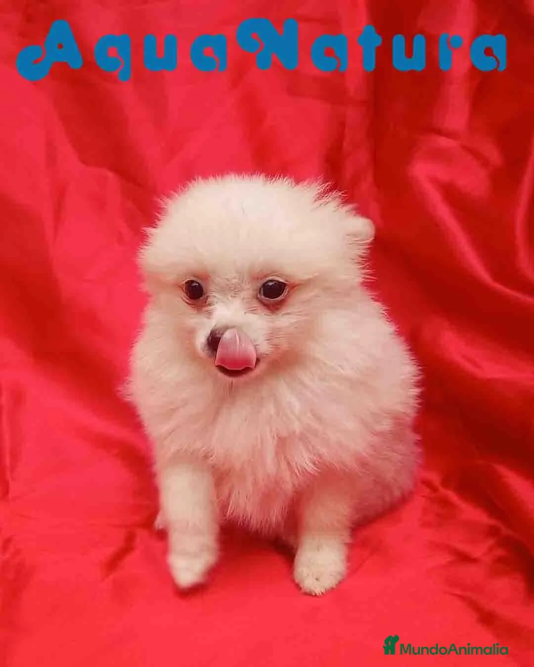 Pomerania perros en venta:  Pomerania Macho de Japi y Pompom 8302 AQUANATURA - Anuncio 10