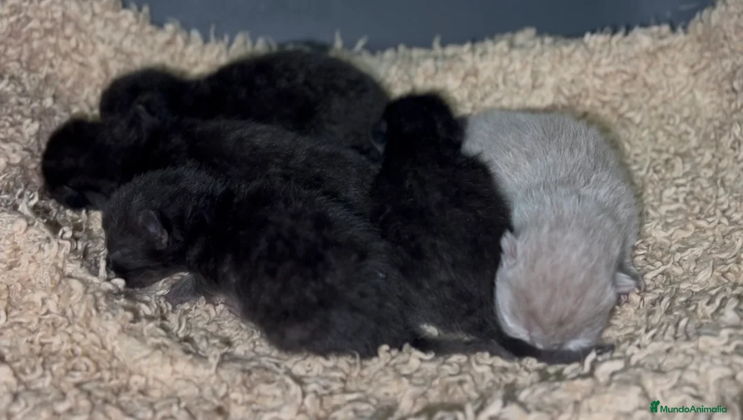 Británico de Pelo Corto gatos en venta: EXCLUSIVOS BRITISH SHORTHAIR BLACK - Anuncio 2