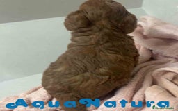 Caniche Mediano perros en venta: Caniche Macho de Barbie y Can AQUANATURA - Imagen 2
