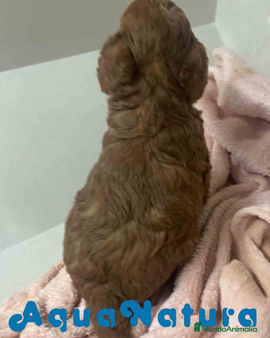 Caniche Mediano perros en venta: Caniche Macho de Barbie y Can AQUANATURA - Imagen 2