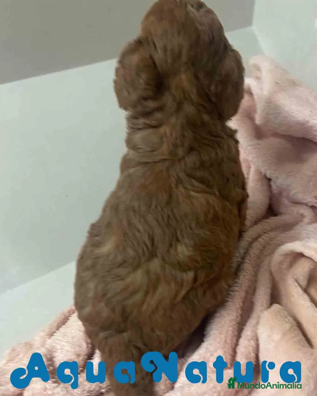 Caniche Mediano perros en venta: Caniche Macho de Barbie y Can AQUANATURA - Anuncio 2