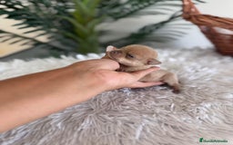 Chihuahua perros en venta: CHIHUAHUA MACHO CANELA - Imagen 10
