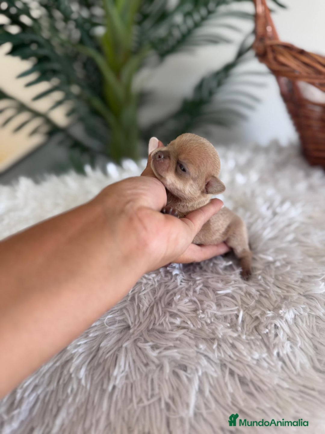 Chihuahua perros en venta: CHIHUAHUA MACHO CANELA - Imagen 10