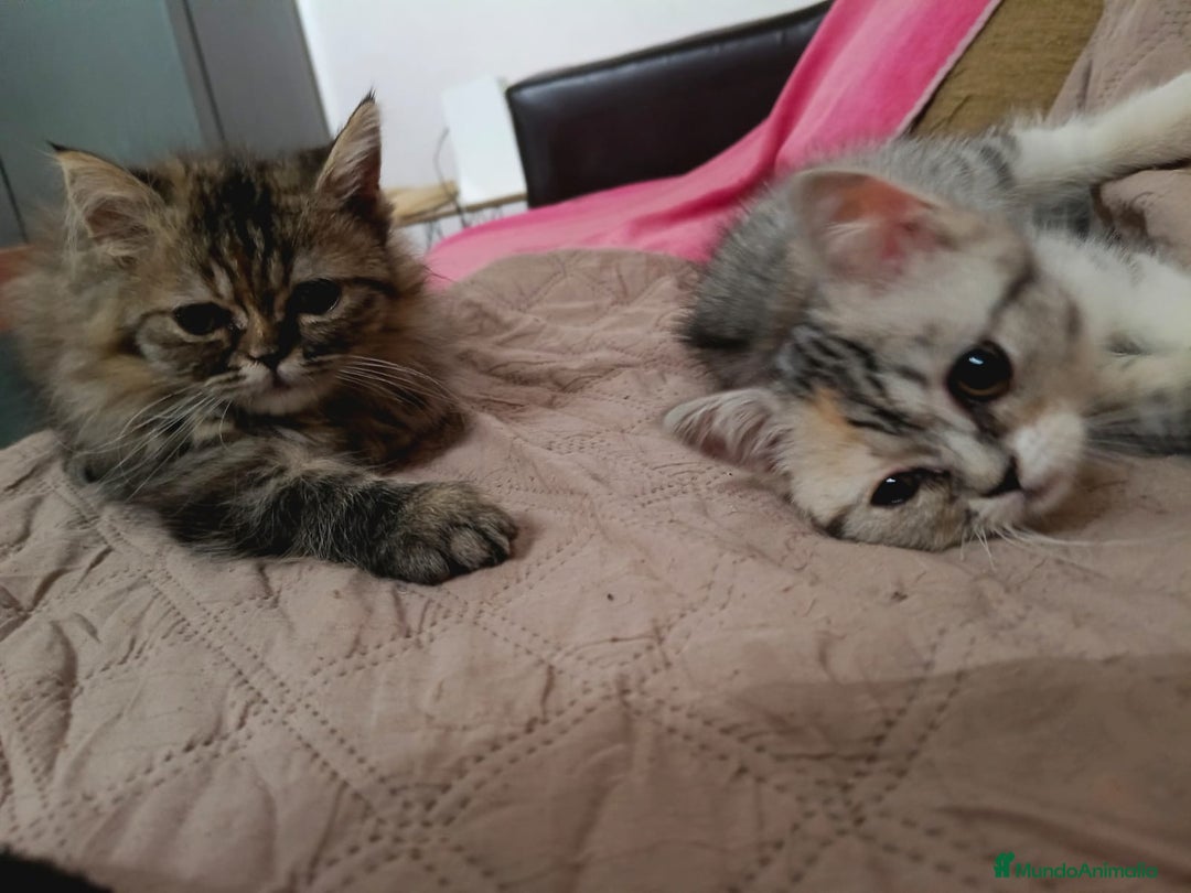 Persa gatos en venta: Persas - Imagen 3