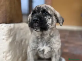 Mastín Español perros Precioso Mastin - Anuncio 2