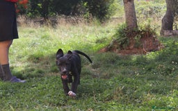 Dogo Alemán perros en venta: Gran danés/ dogo aleman hembra disponible  - Imagen 3