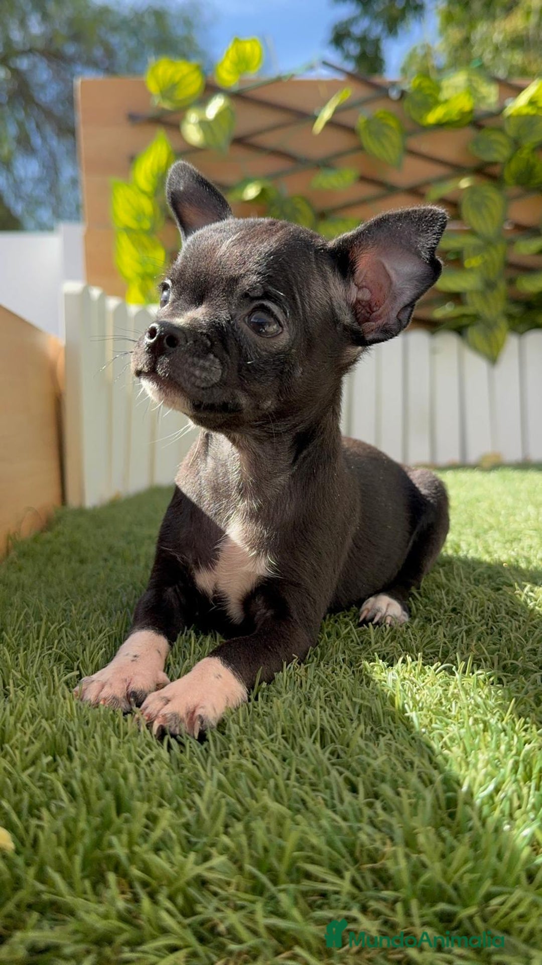 Chihuahua perros en venta: CHIHUAHUA HEMBRA - Imagen 12