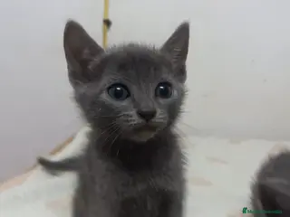 Azul Ruso gatos Gatito en venta azul ruso - Anuncio 1