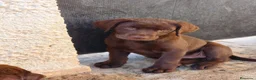 Labrador Retriever perros en venta: Labrador retriever chocolate  - Anuncio 3