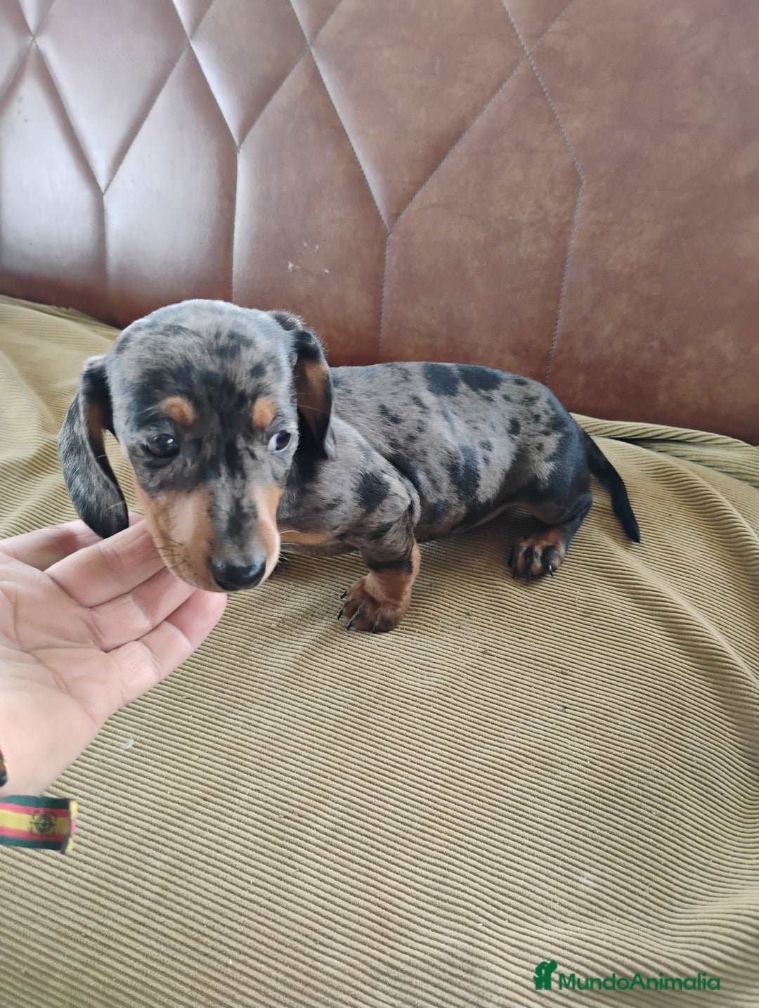 Teckel Miniatura perros en venta: Cachorrita teckel arlequín plata  - Anuncio 3