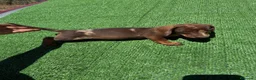 Teckel perros en venta: Teckel Kannichen de Calidad  - Anuncio 2