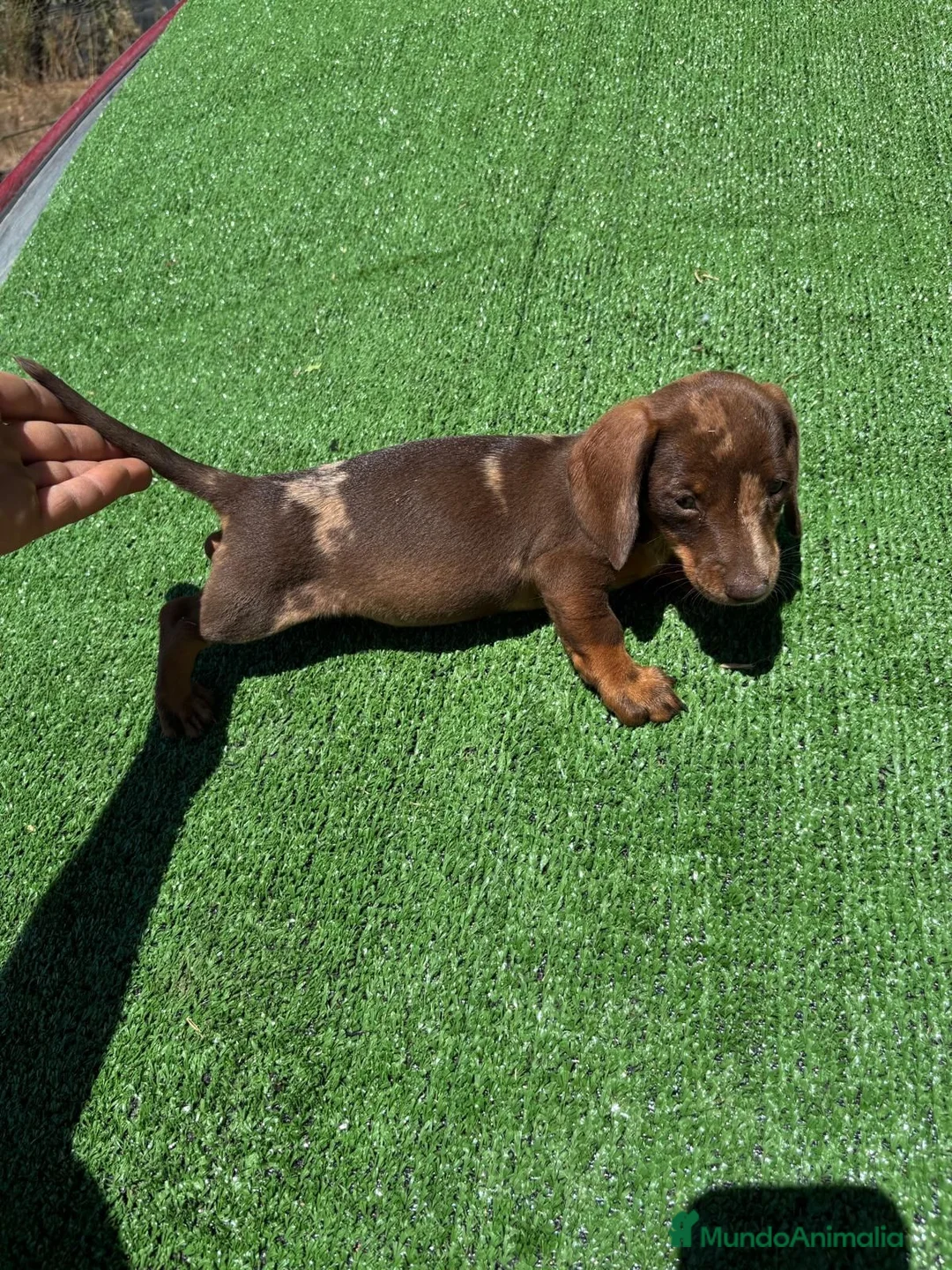 Teckel perros en venta: Teckel Kannichen de Calidad  - Anuncio 2