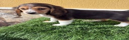 Beagle perros en venta: Cachorro macho de Beagle  - Anuncio 14