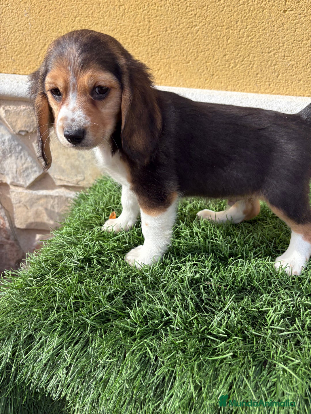 Beagle perros en venta: Cachorro macho de Beagle  - Anuncio 14